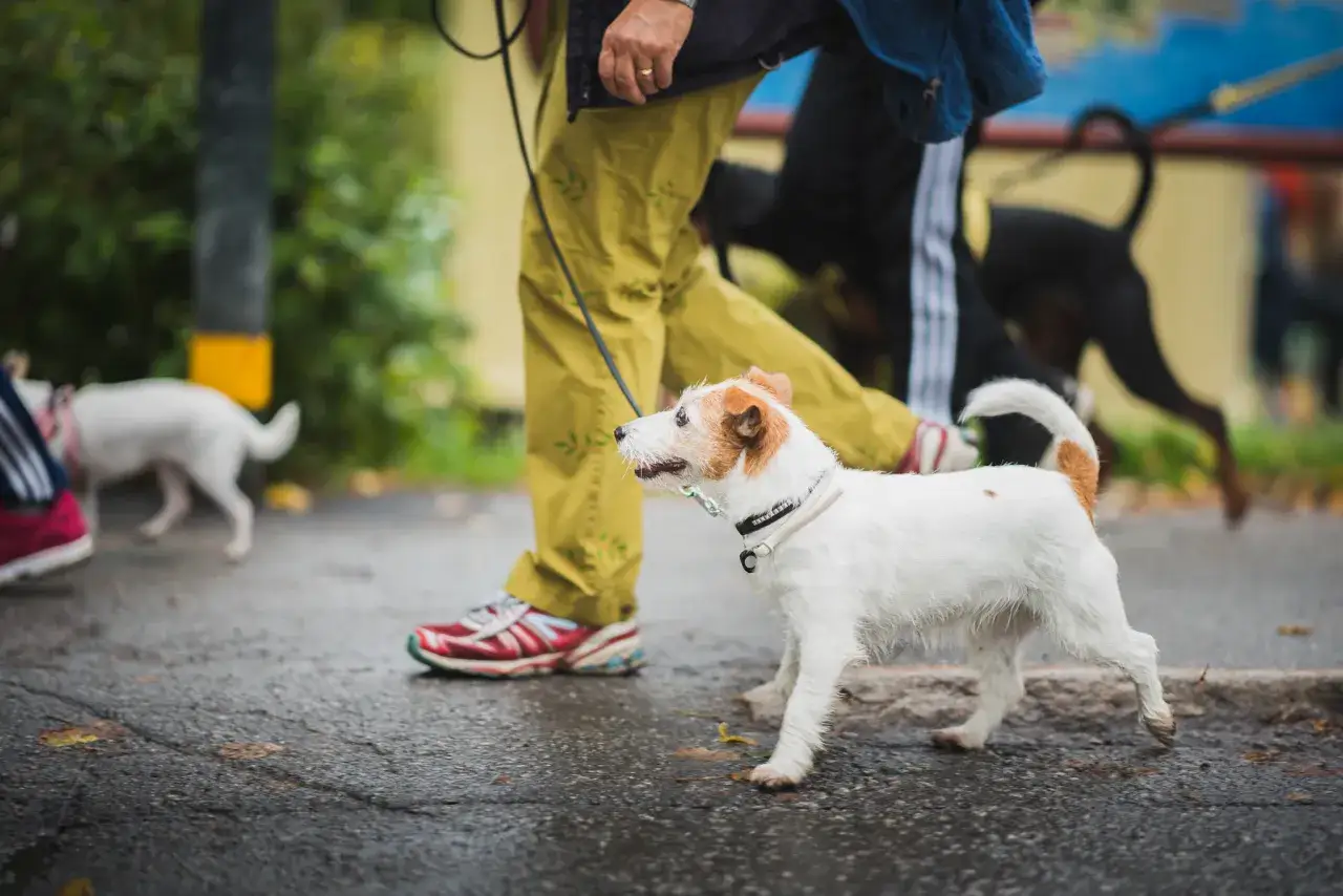 En glad hund i stan, p&aring; promenad med sin &auml;gare. En annan hund syns i bakgrunden.