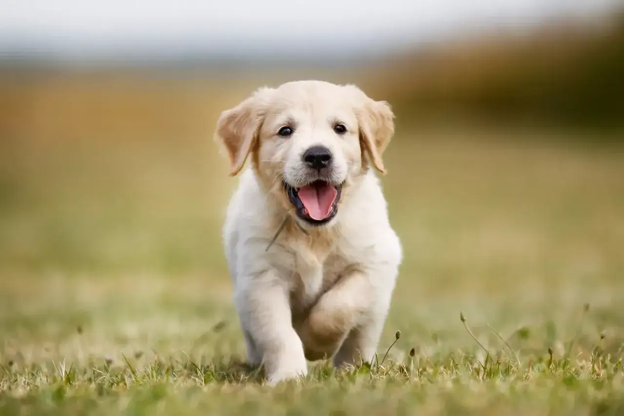 En glad hund, en golden retriever valp, springer fram över en gräsmatta med tungan ute.