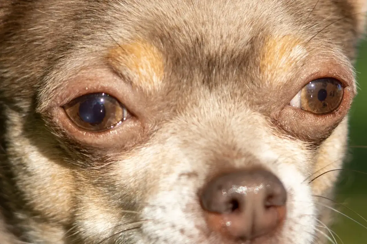 Närbild på en chihuahua med ett hornhinnesår på vänster öga. Hunden har ljusbrun päls och bruna ögon.