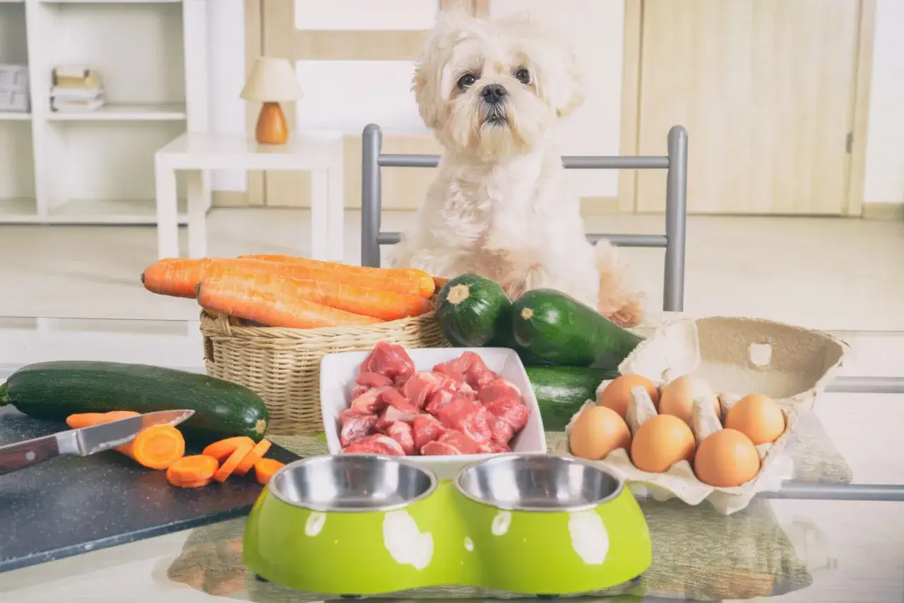 En s&ouml;t hund v&auml;ntar p&aring; att f&aring; koka kyckling till hund. Mor&ouml;tter, zucchini och &auml;gg ligger redo f&ouml;r en h&auml;lsosam m&aring;ltid.