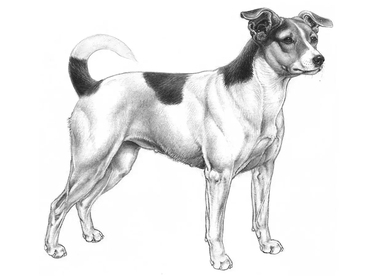 Teckning av en st&aring;ende hund med svart fl&auml;ck p&aring; ryggen, en av de vanliga hundraser som ofta avbildas.