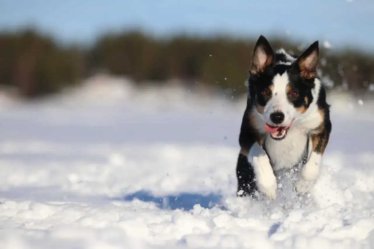 Glad vinter hund springer genom snön med tungan ute och ett glatt uttryck.