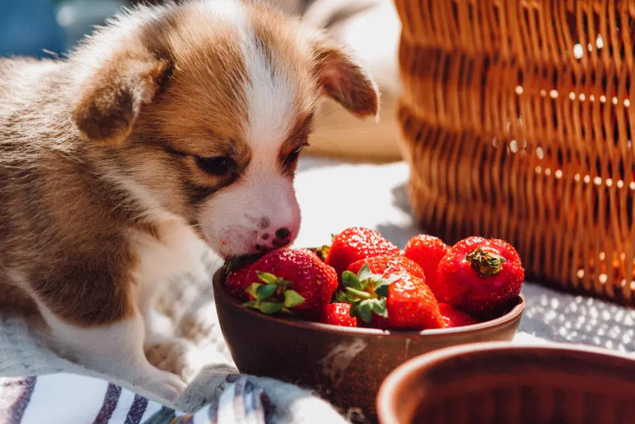 En s&ouml;t corgi-valp nosar nyfiket p&aring; en sk&aring;l med saftiga jordgubbar. Hundar och jordgubbar &ndash; en perfekt sommarkombination!