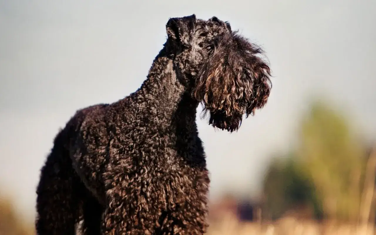 En ståtlig kerry blue terrier med lockig päls står i solljus.