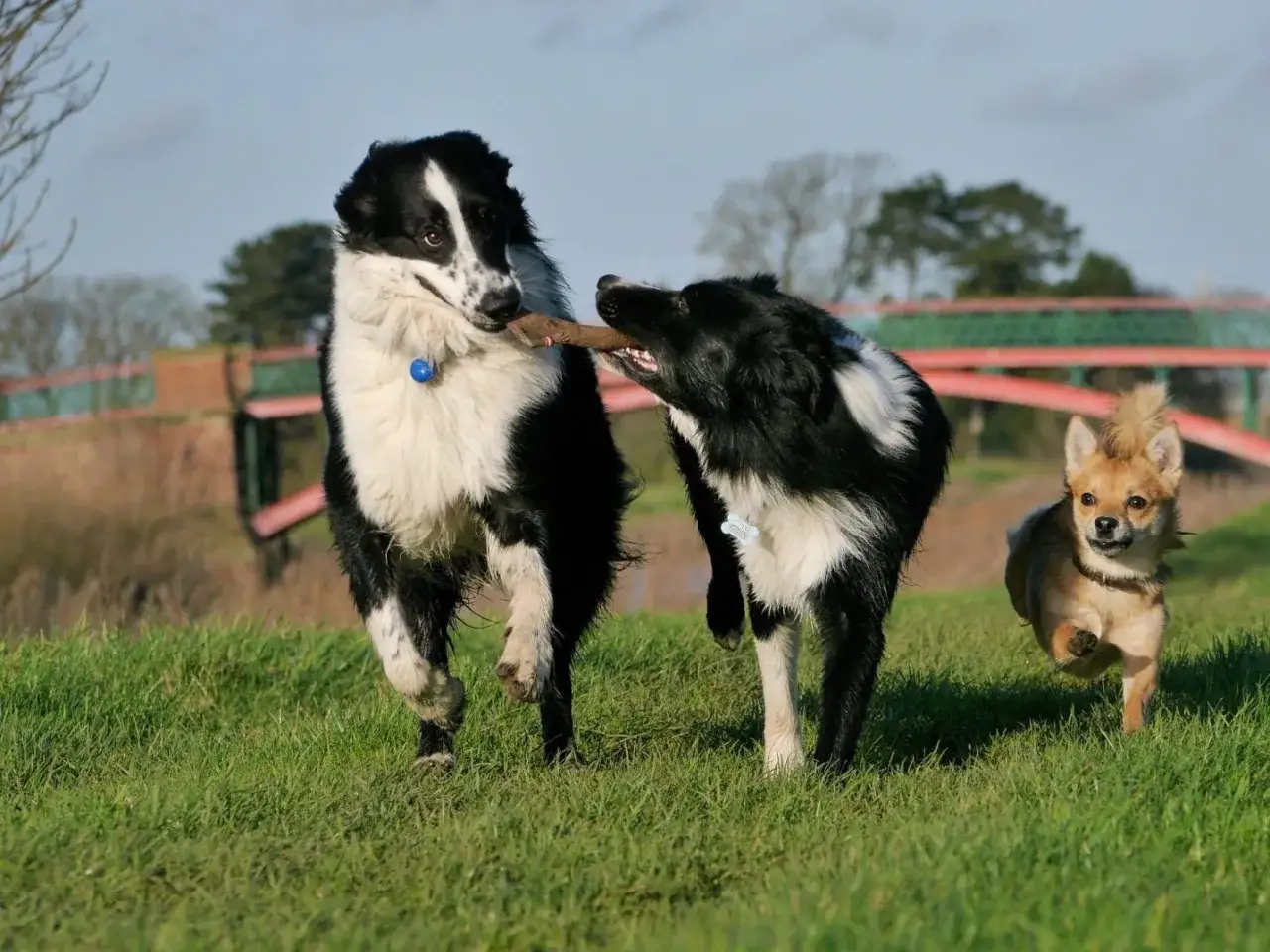 Två border collies leker med en pinne, en liten hund springer glatt bredvid. Perfekt för socialisera valp!