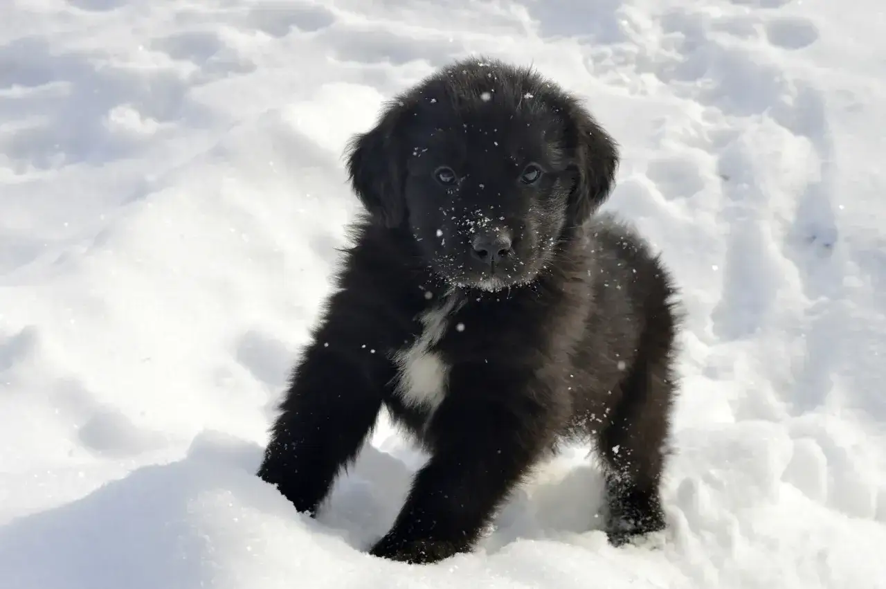 En söt newfoundlandshund valp med snö på nosen leker i snön.