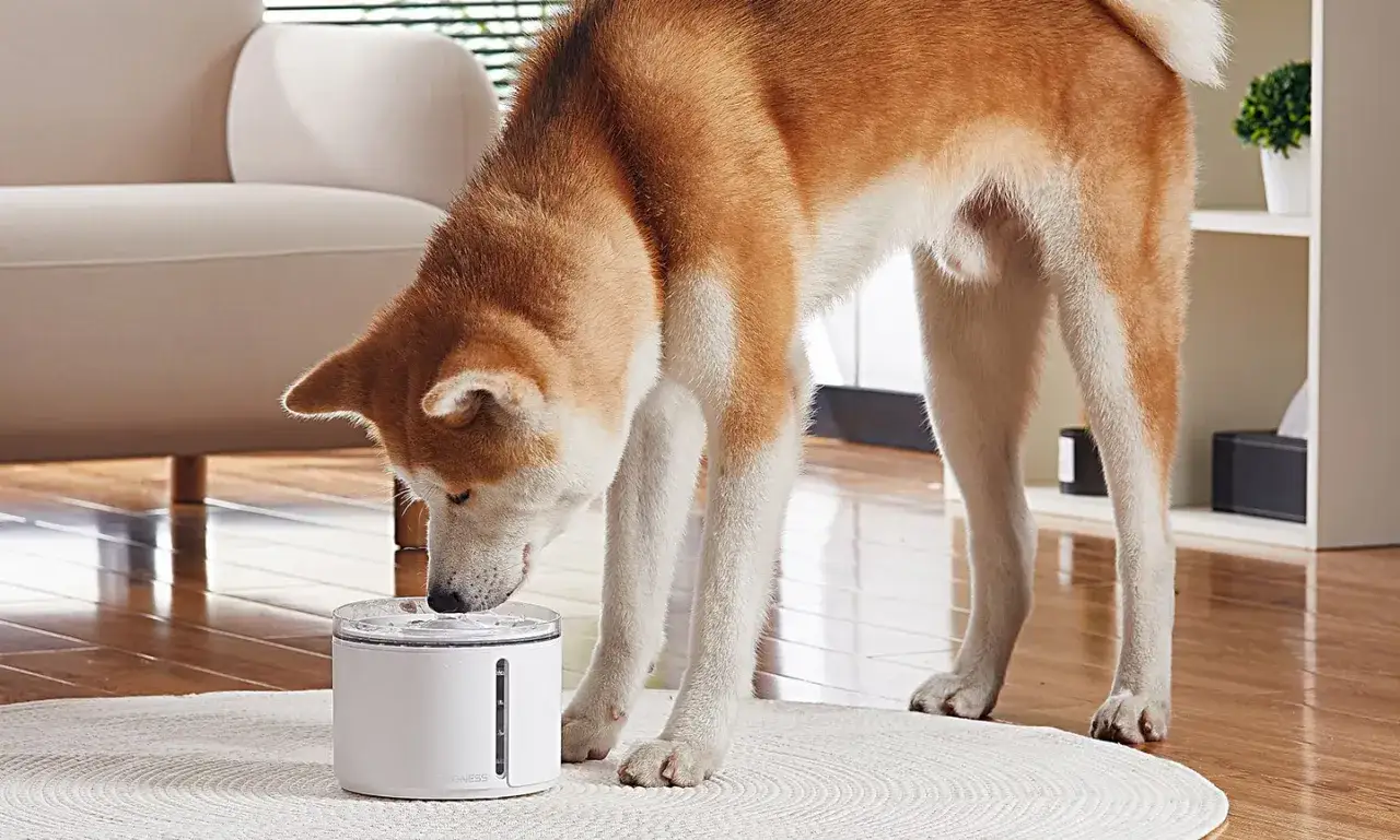 En Akita dricker ur en vit vattensk&aring;l. Hur mycket ska en hund dricka? Det beror p&aring; hundens storlek, aktivitet och v&auml;der.