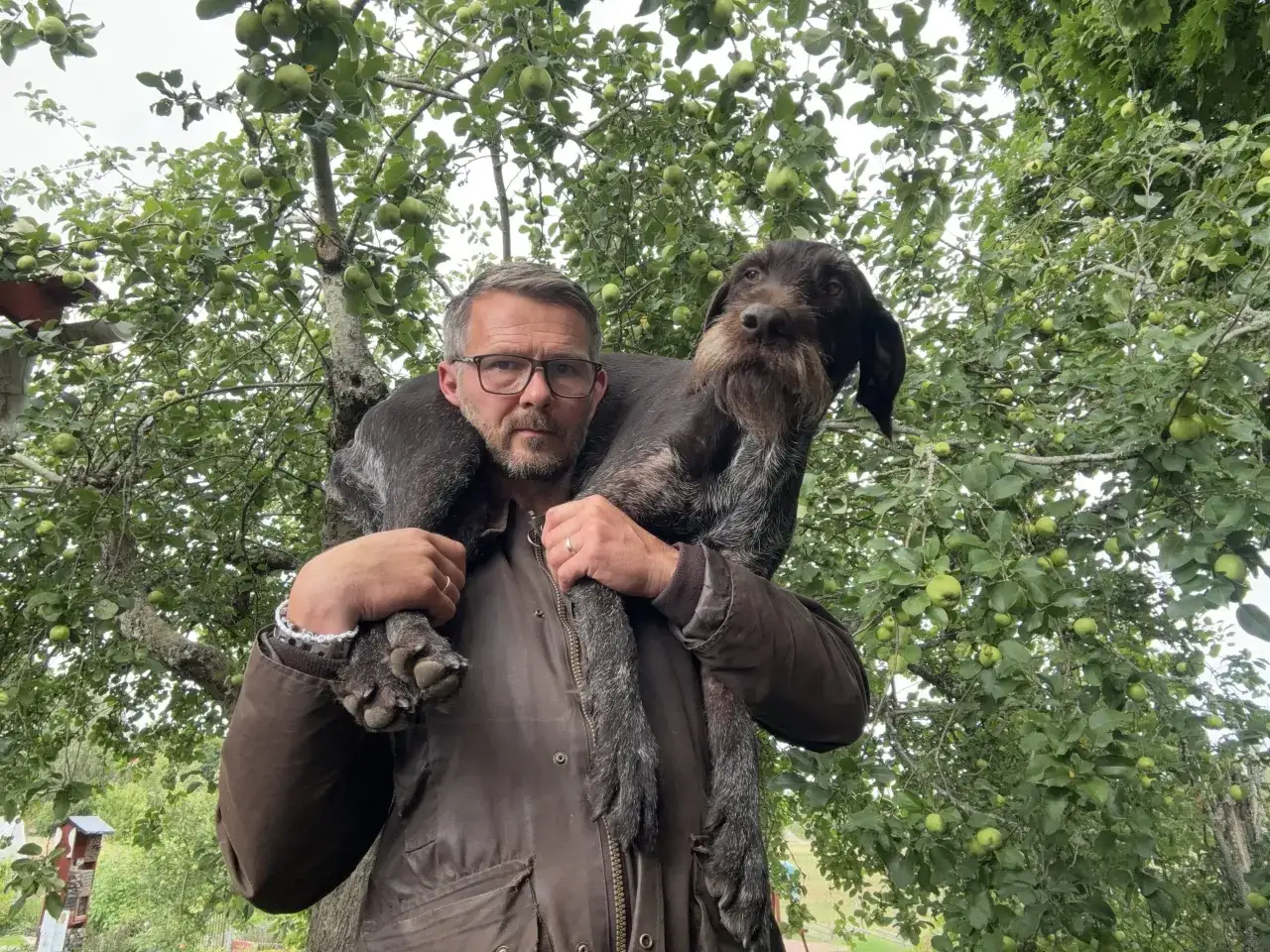Man b&auml;r sin jakthund &ouml;ver axlarna under ett &auml;ppeltr&auml;d. Hunden ser ut att trivas, kanske dr&ouml;mmer den om sitt hundfoder.