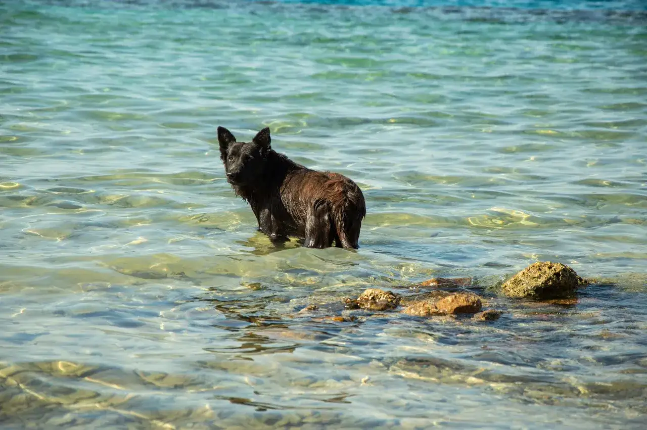 Svart hund med vattensvans står i klart, grunt vatten.