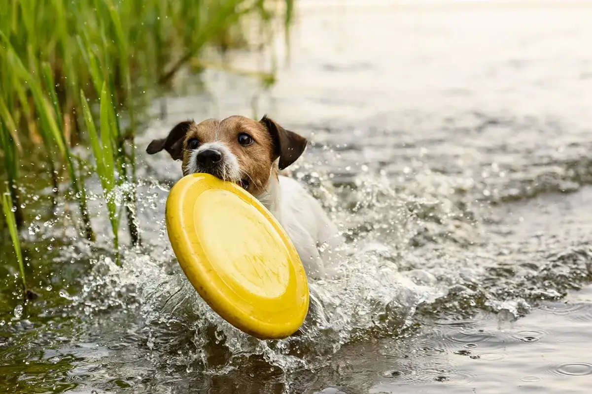 Glad hund p&aring; stranden med en gul frisbee i munnen, plaskandes i vattnet bland h&ouml;gt gr&auml;s.