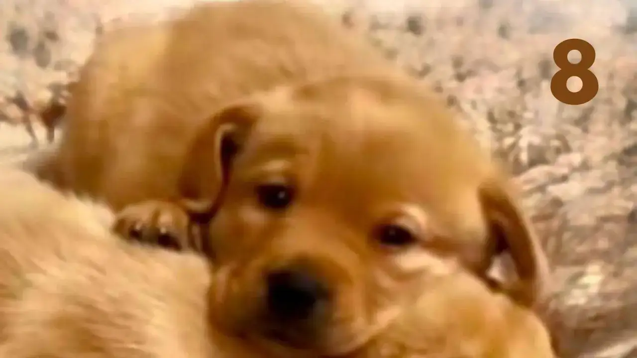 En s&ouml;t golden retriever valp, 8 veckor gammal, vilar p&aring; en mjuk filt.