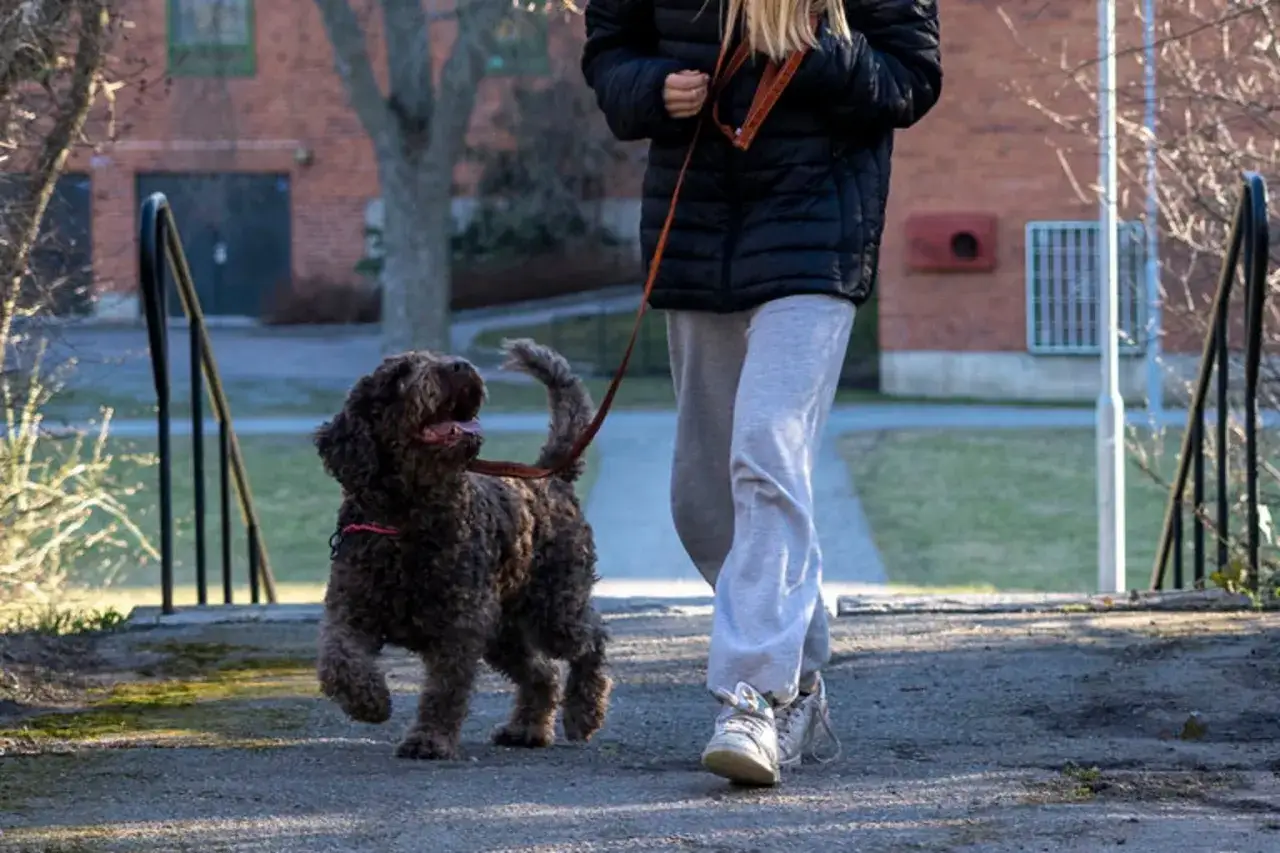 En person går med en brun, lockig hund på en stig. En del av deras valpskola vecka för vecka.
