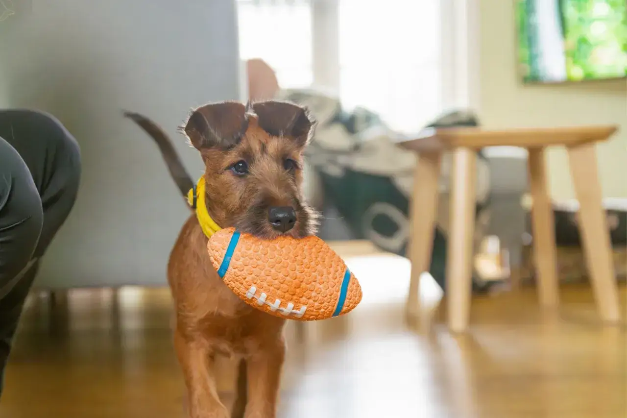 En s&ouml;t terrier med en leksaksboll i munnen, redo f&ouml;r lek. Ett perfekt &ouml;gonblick f&ouml;r den som vill skaffa valp.