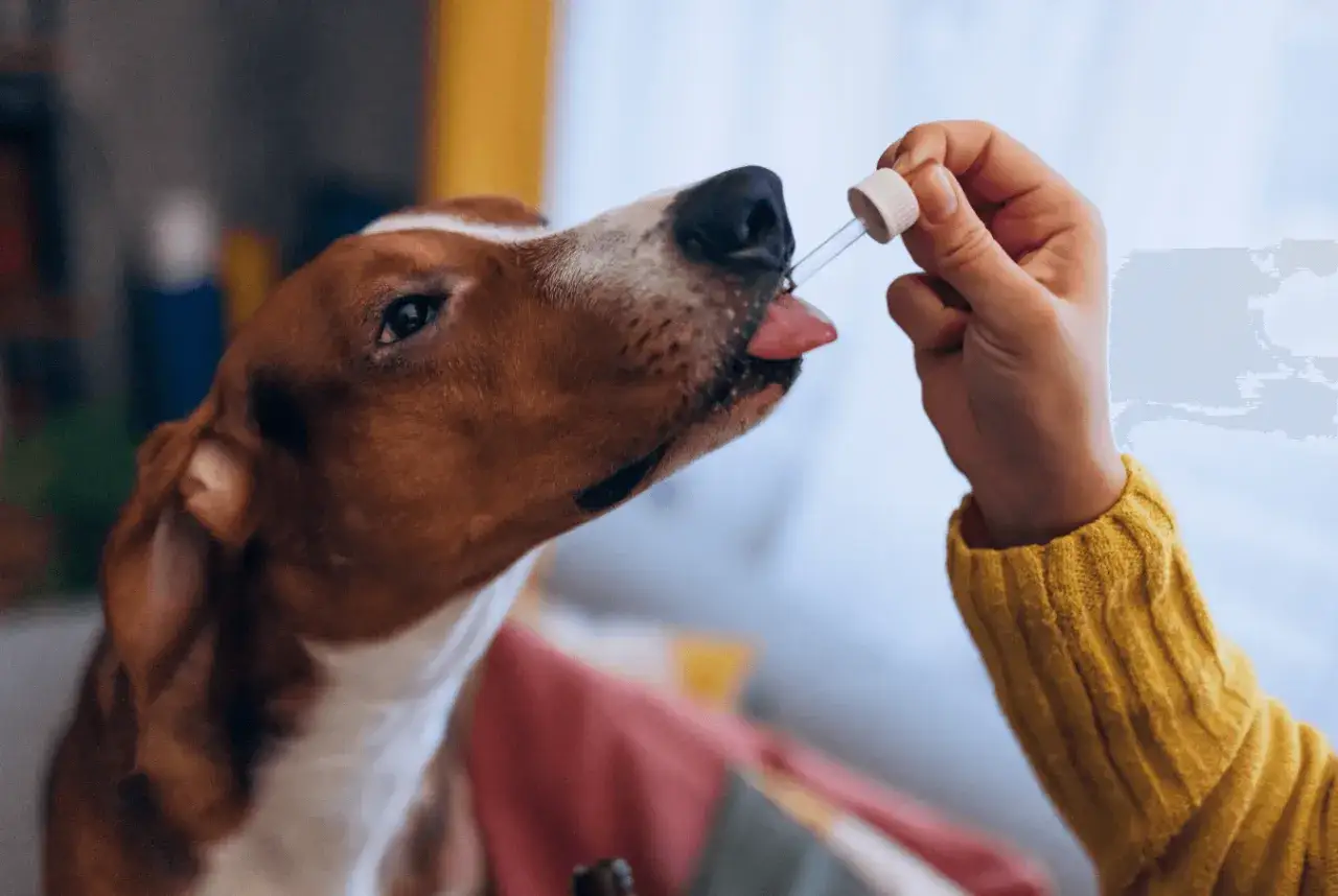 En hund f&aring;r prednicortone-droppar p&aring; tungan.