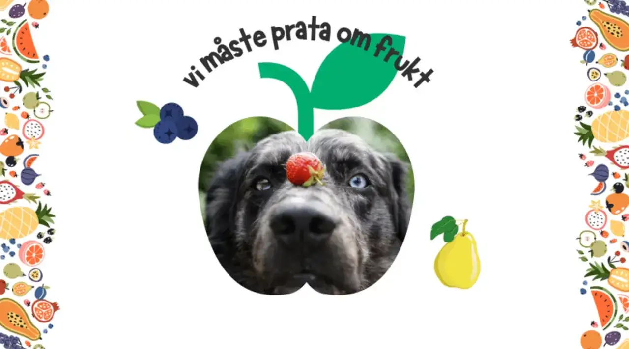 En hund med en jordgubbe p&aring; nosen, inramad av frukt. Texten 