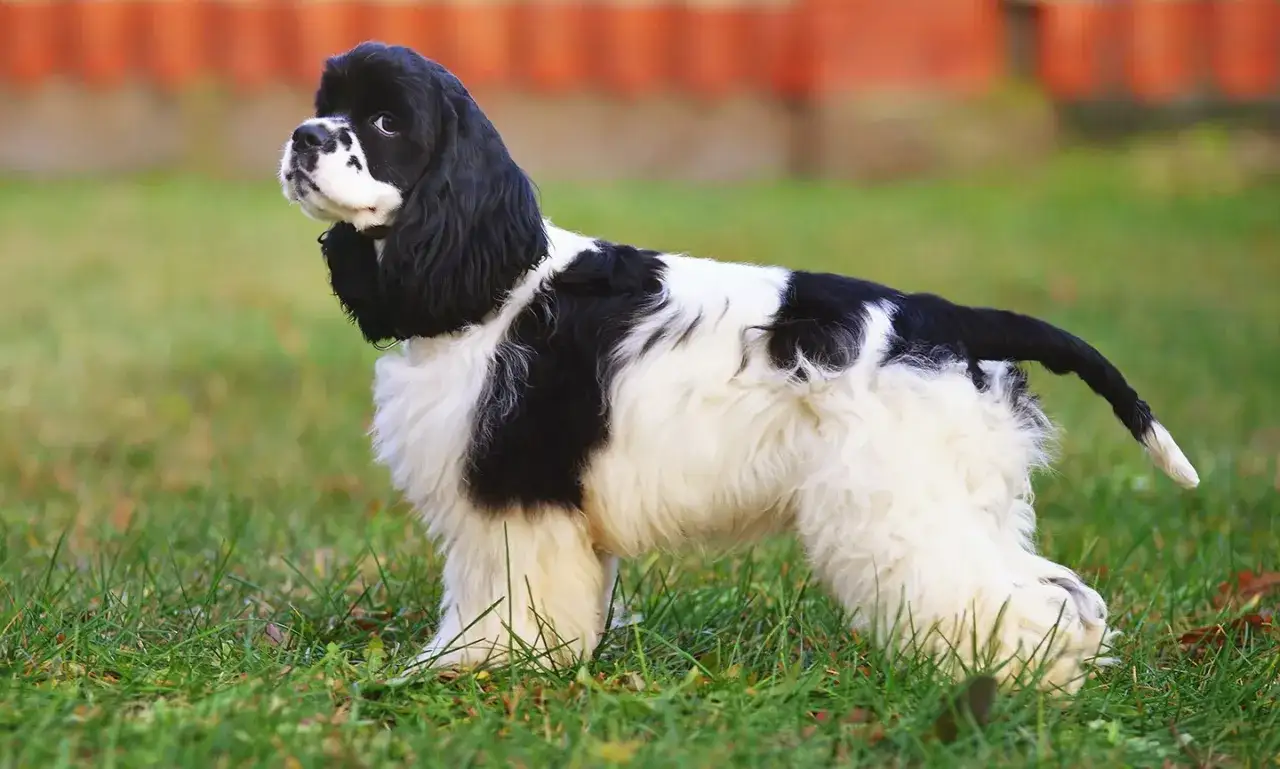 En svartvit cocker spaniel står i gräset och tittar uppåt.