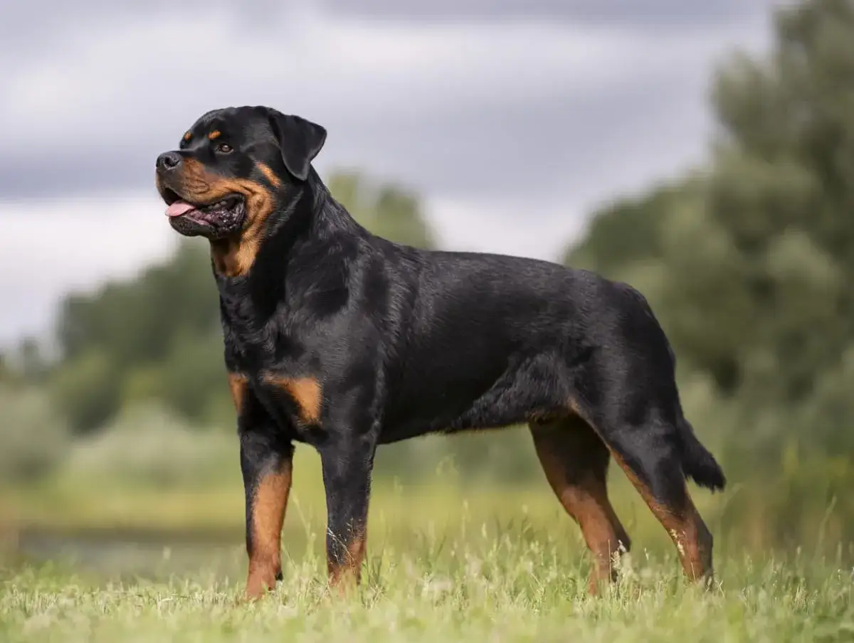 En stolt rottweiler står i gräset, en bild av lugn och styrka som speglar dess stabila rottweiler temperament.