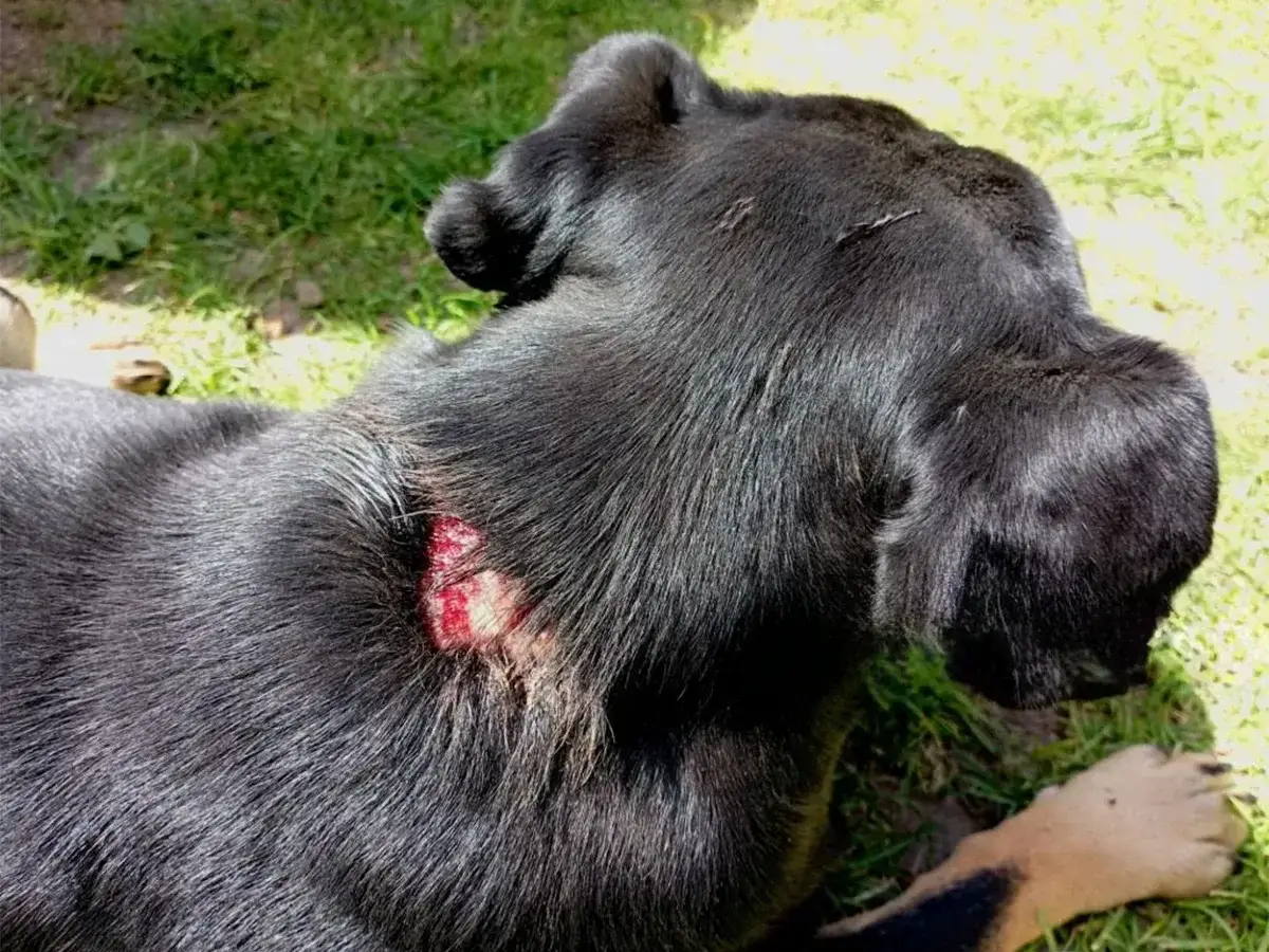 Svart hund med sår på nacken, troligen ringorm. Behandling pågår.