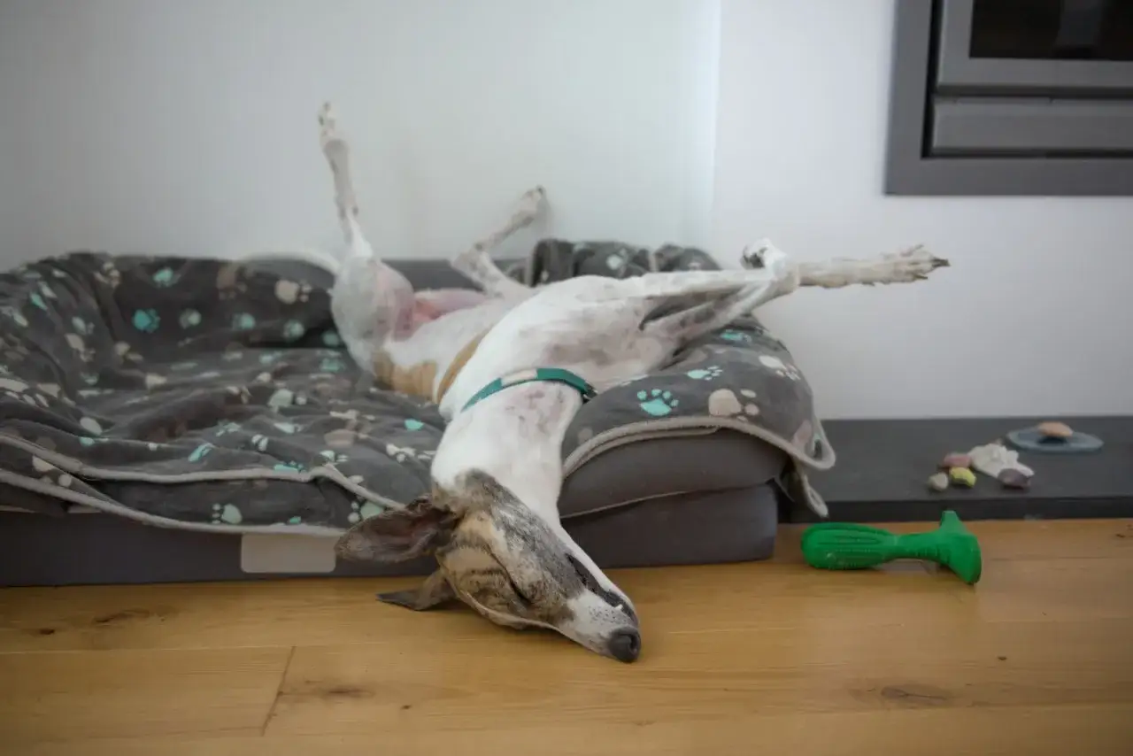 En greyhound hund ligger helt utstr&auml;ckt och sover djupt p&aring; sin hundb&auml;dd.