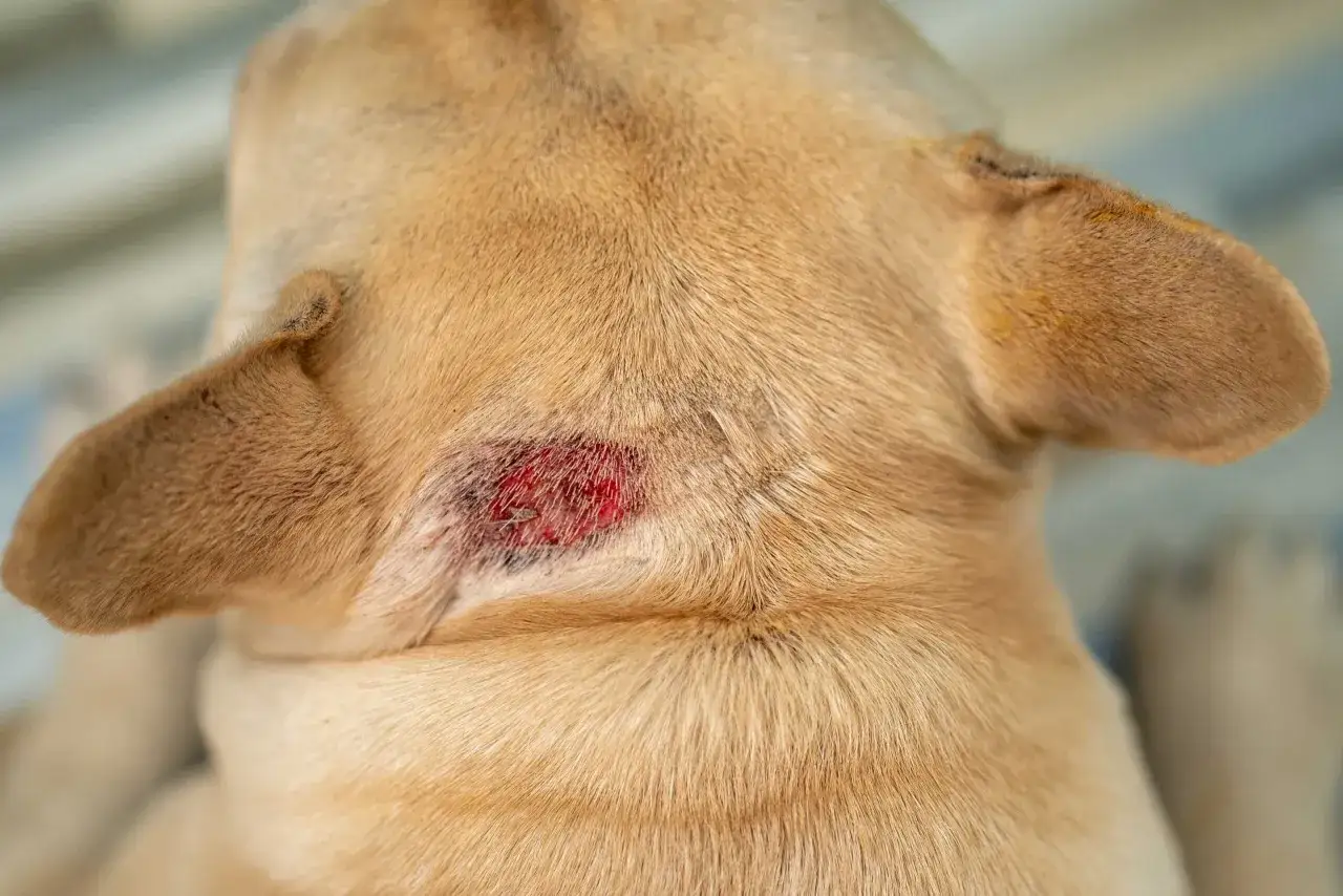 Närbild på en ljusbrun hund med ett rött, irriterat hotspot-område på nacken.