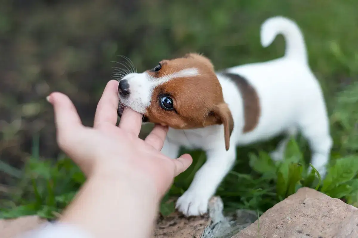 En söt Jack Russell-valp biter lekfullt i ett finger. Lär dig hur man får en valp att sluta bita med tålamod och rätt metoder.