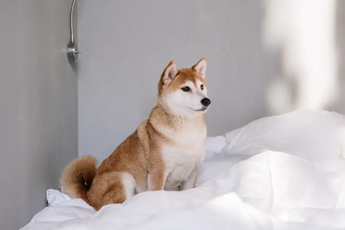 En söt shiba inu sitter på en vit, skrynklig säng.