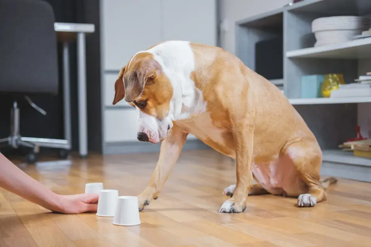 En hund leker med tre vita muggar på golvet, en person hjälper till att aktivera valp inomhus.