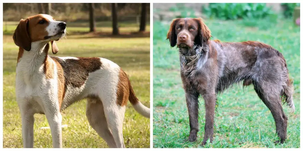 Två hundar, en vit och brun hund med hängande öron och en brun hund med strävt hår, båda är fågelhund raser.