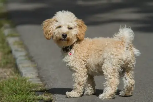 Vuxen cavapoo - Så ser den ut & vad du behöver veta