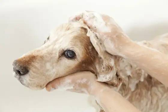 Kloklippning på hund - så gör du det tryggt och säkert