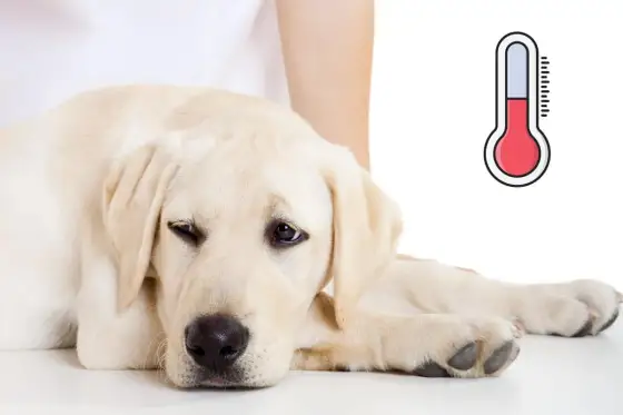 Feber hos hund - När är det allvarligt? Din guide!