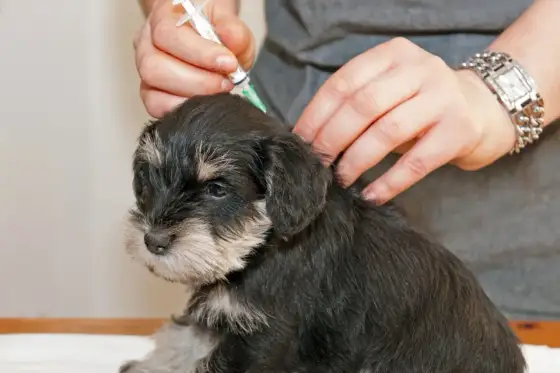 Valpsjuka Vaccin - Allt du behöver veta för din valp