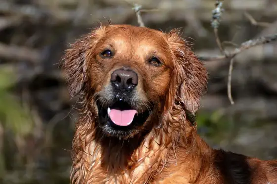 Registrera hund - Allt om Jordbruksverkets hundregister