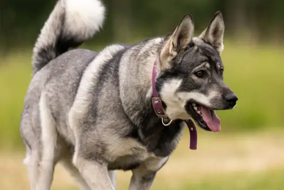 Hund skakar på huvudet - När är det allvarligt?
