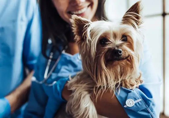 Ont i svansen? Så vet du när hunden behöver veterinär