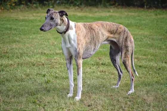 Greyhound - Mjuk sprinter eller soffpotatis? Hela guiden!
