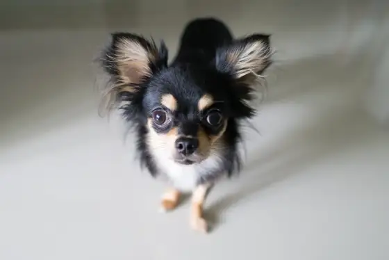 Hur gammal blir en chihuahua? Så lever den längre - Chihuahua