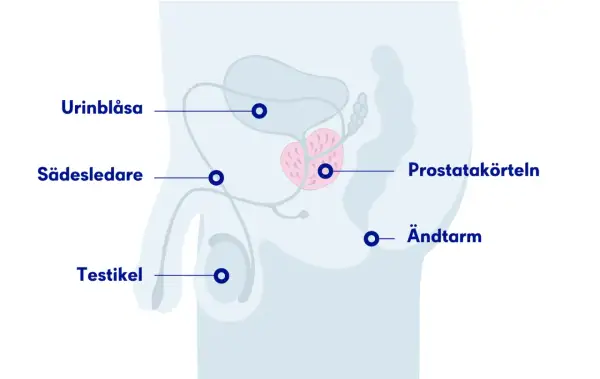 Illustration av manliga reproduktionsorganen, inklusive urinblåsa, sädesledare, testikel, prostata och ändtarm. Viktigt för att förstå prostataproblem hos hundar.