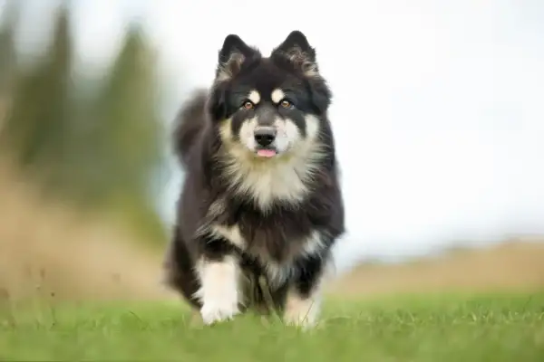 Svartvit finsk lapphund med tungan ute, springer på en gräsmatta. En frisk hund som visar sin vikt och lekfullhet.
