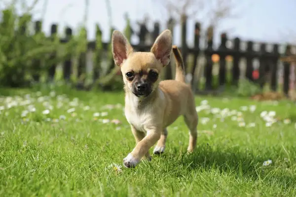 En liten chihuahua, en av de vanliga hundraserna, springer glatt i en grönskande trädgård med små vita blommor.