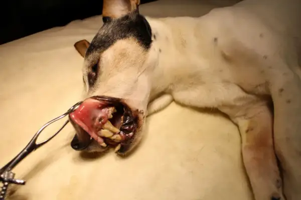 En hund med öppen mun, där tonsillerna syns. En veterinär undersöker hundens mun, möjligen på grund av tonsillit.