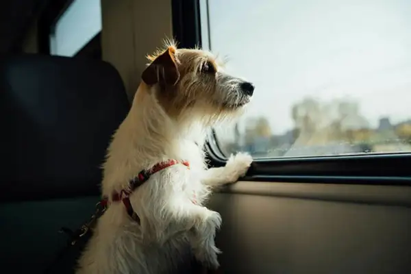 En hund i bil tittar ut genom fönstret.