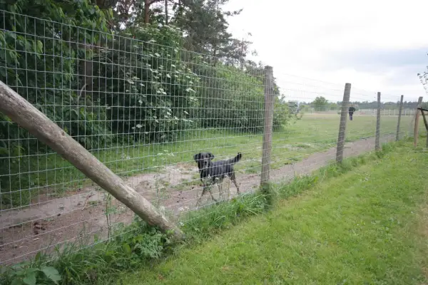 En svart hund leker i en rastgård.