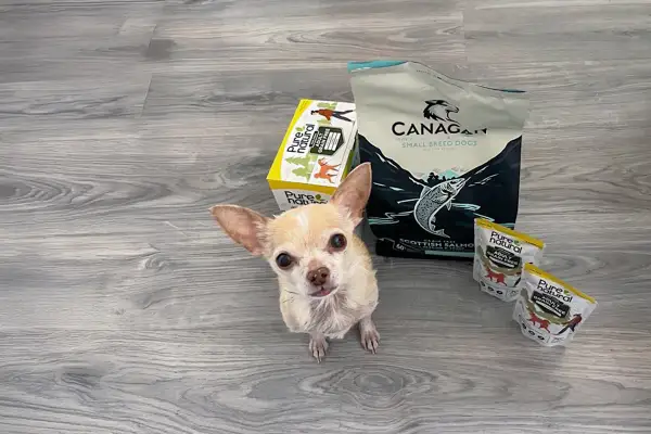 En liten chihuahua tittar upp mot kameran bredvid påsar med hundmat. Kanske är det här en potatis hund som väntar på sin middag?