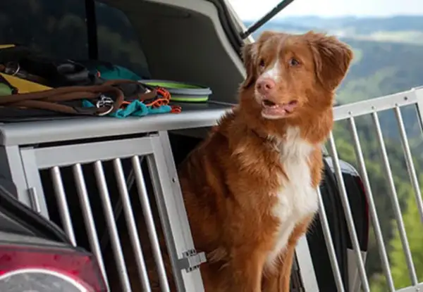 En brun hund sitter i en bur i bakluckan på en bil, redo för äventyr. Perfekt att ta med hunden på resan!