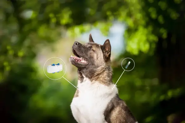 En ståtlig hund med en GPS-tracker och en chipnummer-injektionsspruta som visas.