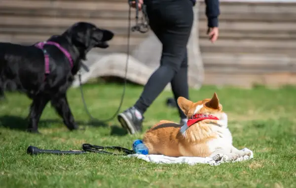 En corgi vilar på en filt medan en svart hund och en person går förbi. Perfekt för vardagslydnad hund övningar.