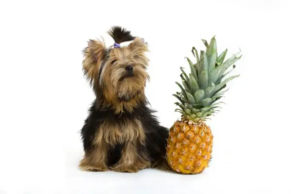 En söt yorkshireterrier med en ananas.
