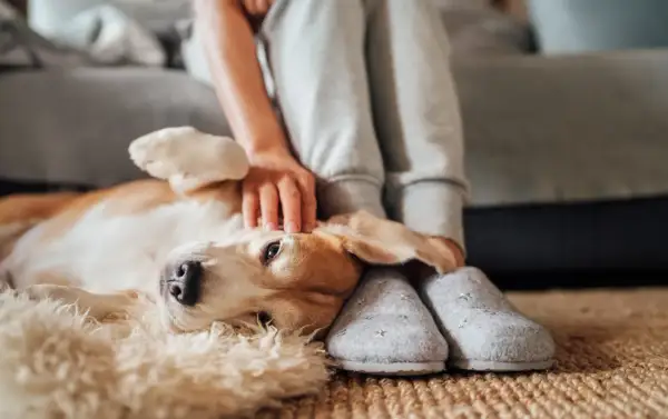 En hund vilar på en matta medan en person klappar den. Hunden kan ha kennelhosta symtom.
