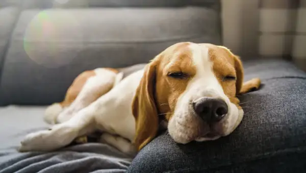 En beagle sover gott på soffan, drömmer kanske om laktosfri a-fil till hund.